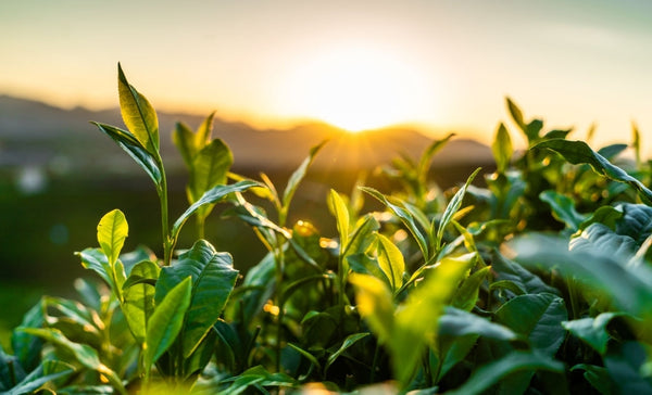organic garden getting light from the sun