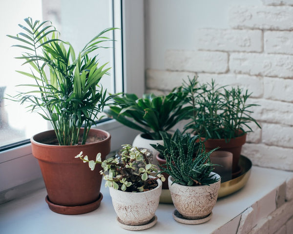 house plants sitting by a window