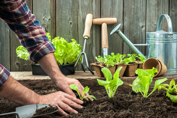 planting an organic garden