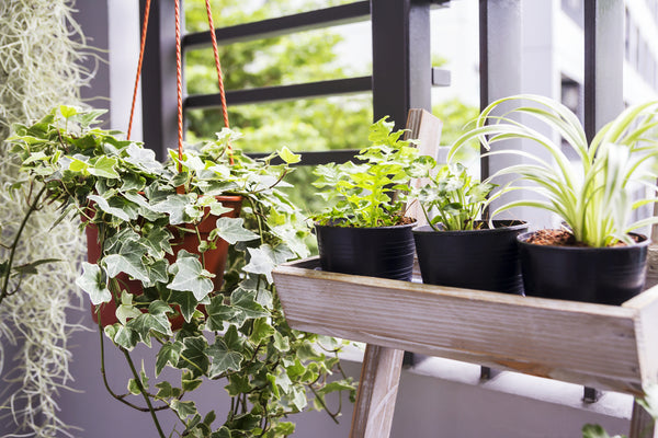 plants growing in an apartment window